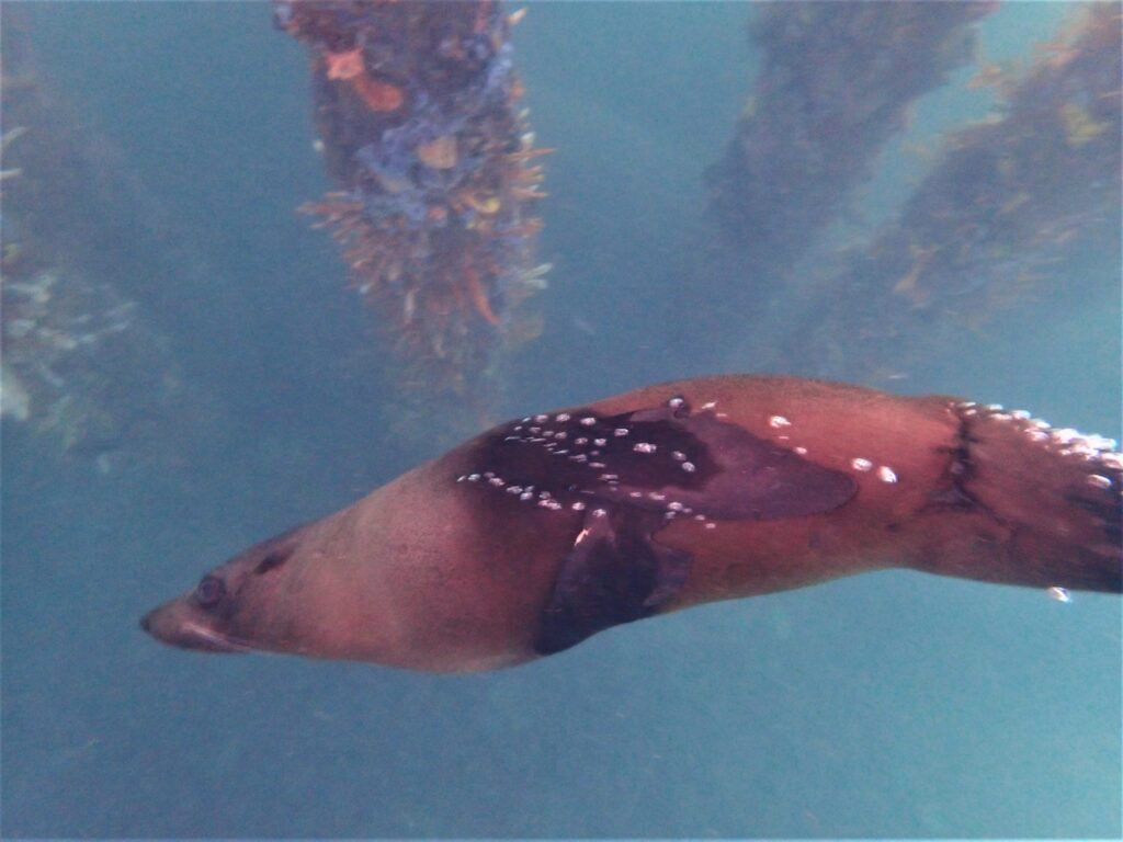 New Zealand Fur Seal swimming through the coral at the end of the Jetty