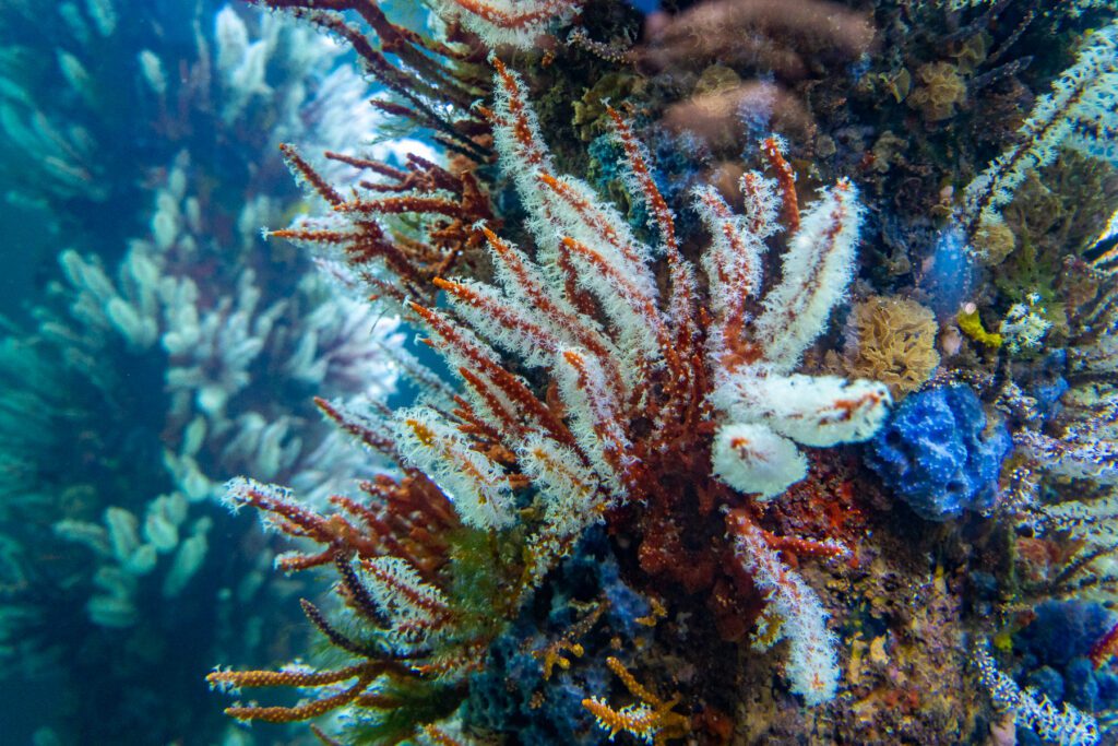 A closeup shot of some coral growing on the Jetty pillars
