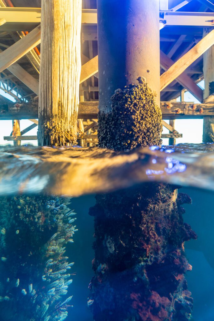 A shot of the Jetty pillars with coral growing on them half-in and half-out of the water