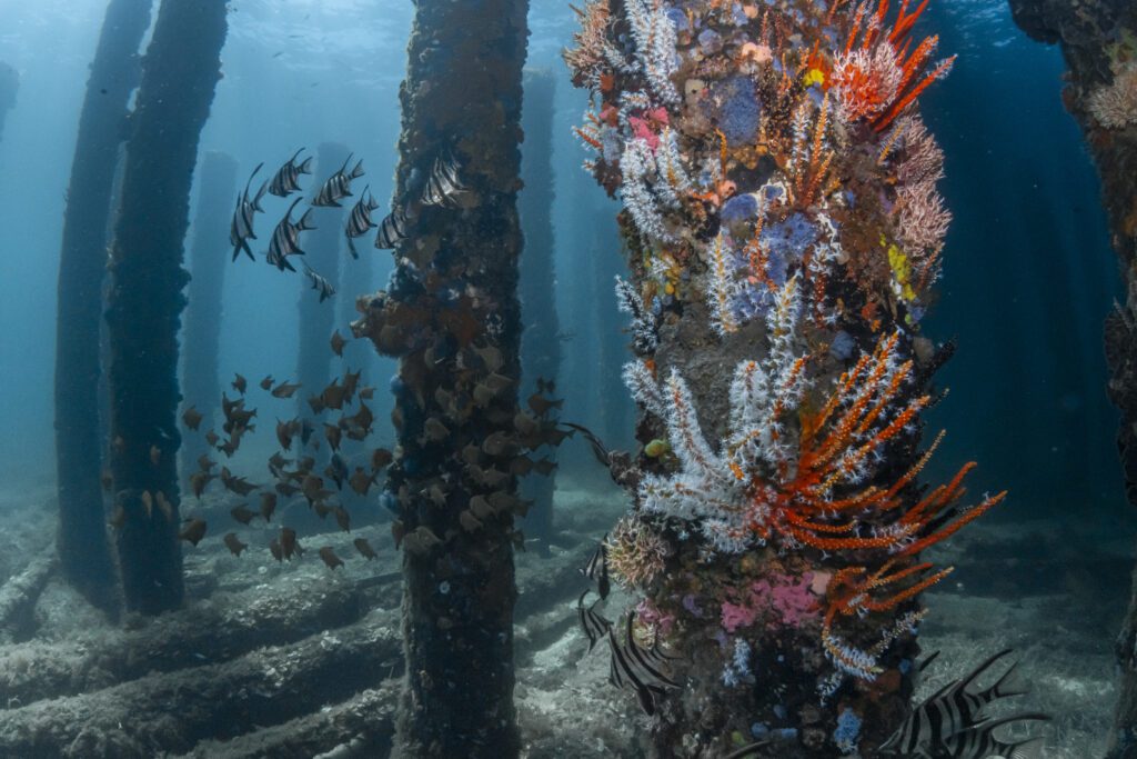 A school of black and white striped fish known as "Old Wives" beneath the Busselton Jetty, surrounded by colourful coral on Jetty pylons.