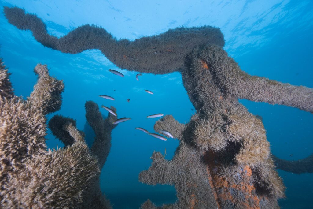 Busselton Jetty - A1 - SD2 - 10,10,23 (191)