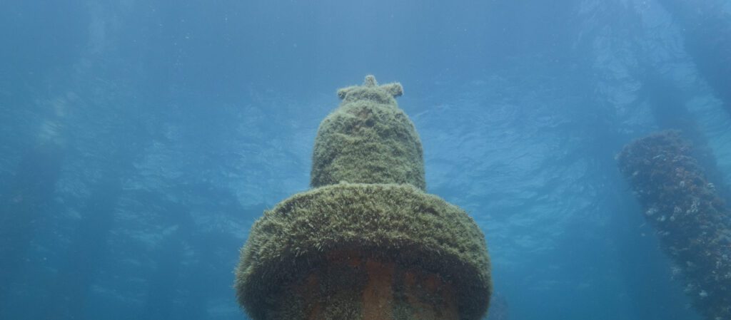 Busselton Jetty - A1 - SD2 - 10,10,23 (453)