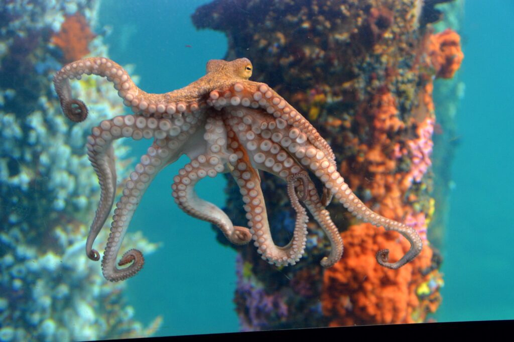 Octopus on Window - Glyn Spendlove