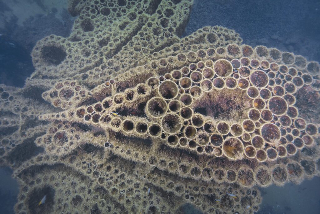 Busselton Jetty - A1 - SD2 - 10,10,23 (496)