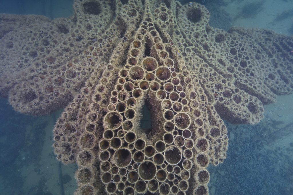 Busselton Jetty - A1 - SD2 - 10,10,23 (501)