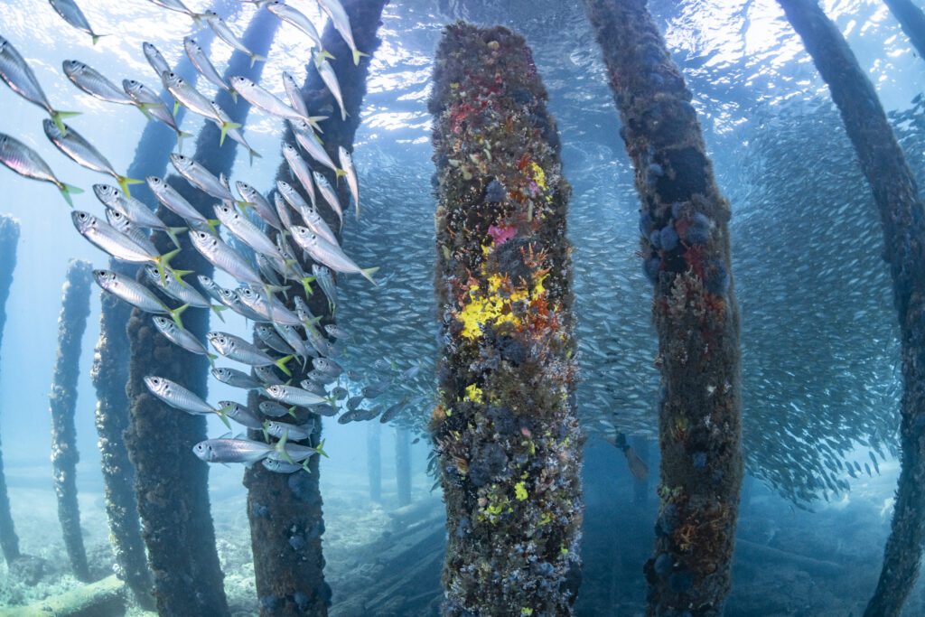 A very large school of yellow tail scad swimming towards the camera that is positioned 8m underwater, amongst the Jetty pylons and corals
